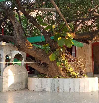Ter Kadamba